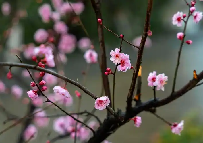 清晨的梅花沾着露水.(摄影:钟戈)