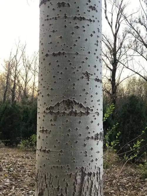 观察一棵树14——百里之外,是白杨树的眼睛