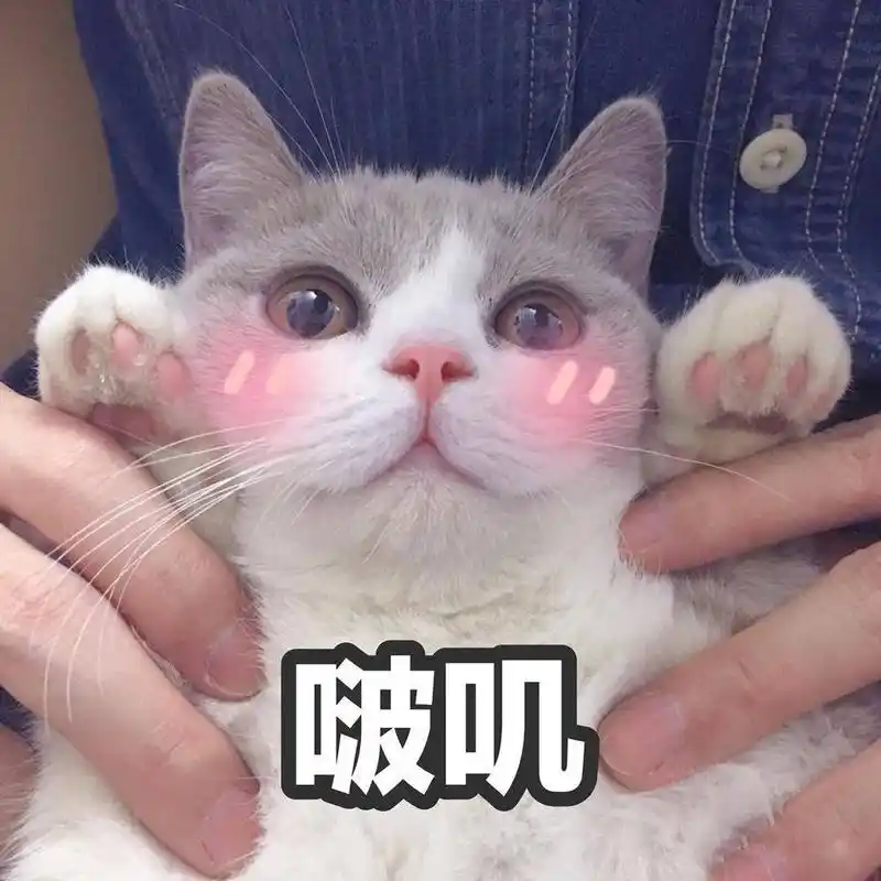 来一波萌猫表情包!被这么可爱的二次元眼神表白,你还忍得住吗?