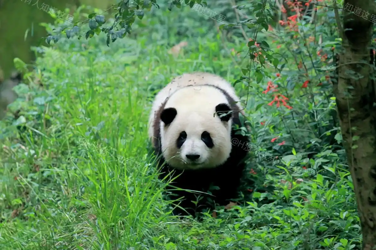 #大熊猫# 让一让喽! 一只滚滚正在极速向你走来,再不让开,花花就要走