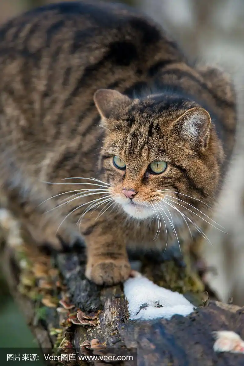 苏格兰野猫