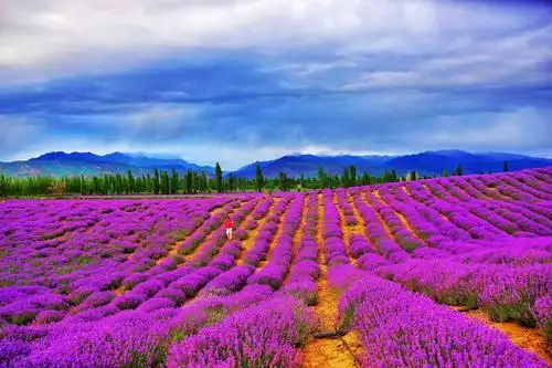 【伊犁河谷行】爱我新疆 爱我伊犁