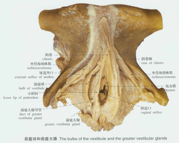 人体解剖--男女生殖系统实物图