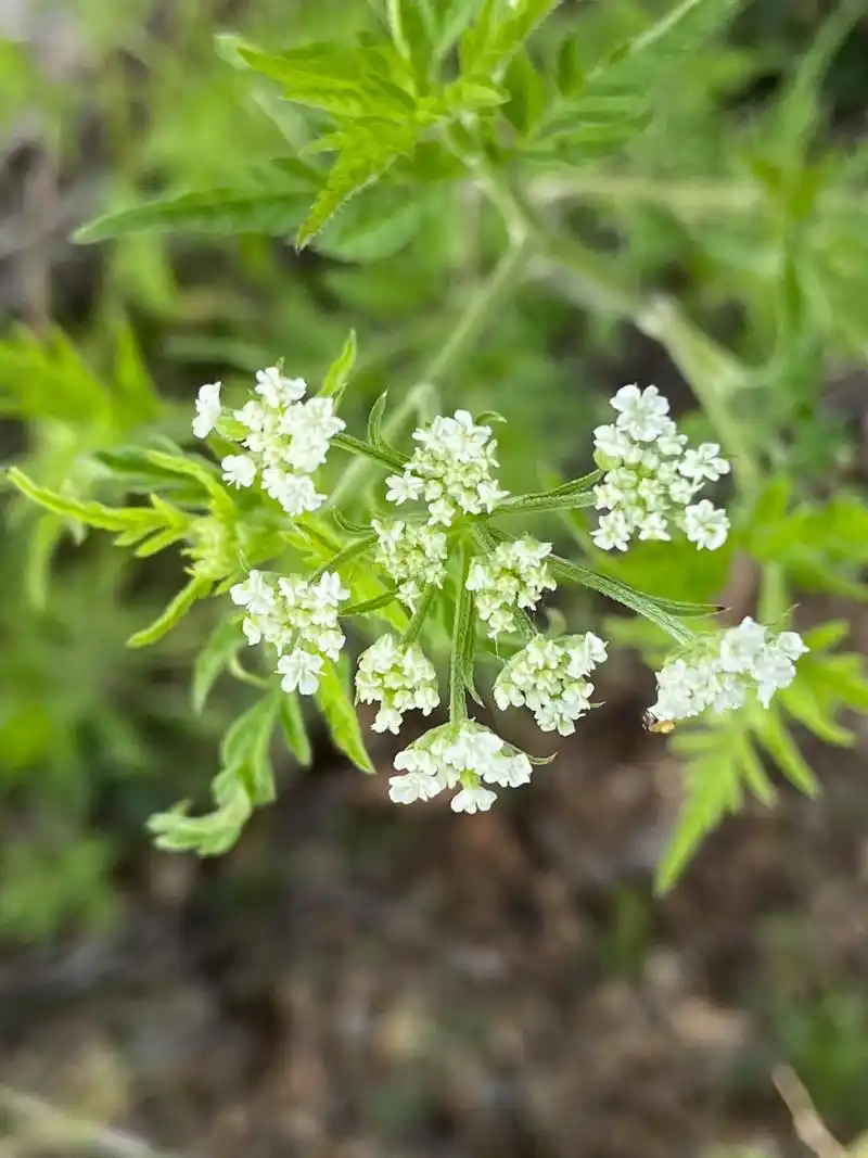 农村这种草随处可见,根本不知道叫什么名.