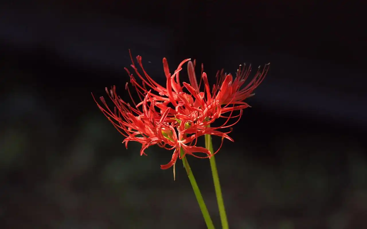 美丽彼岸花高清电脑桌面壁纸下载