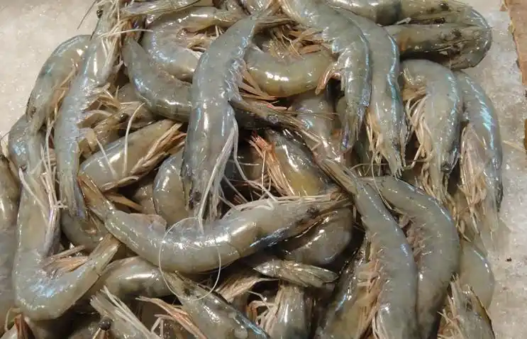 春季青虾养殖管理要点-经验分享-35941网