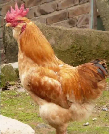 广州鸡苗//广州南方鸿旺鸡苗孵化场