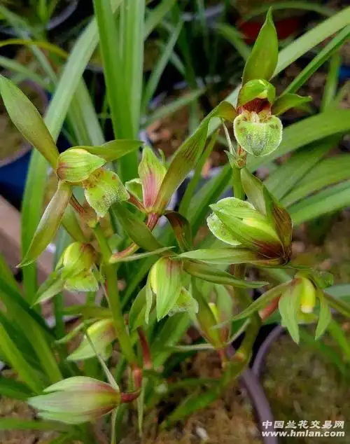 今年开的一些送春随拍,大家欣赏-送春篇-中国兰花交易网社区