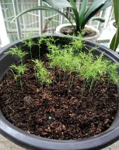 养文竹,摘一点种子放盆里,十天出苗,十月长爆盆,绿油油好旺