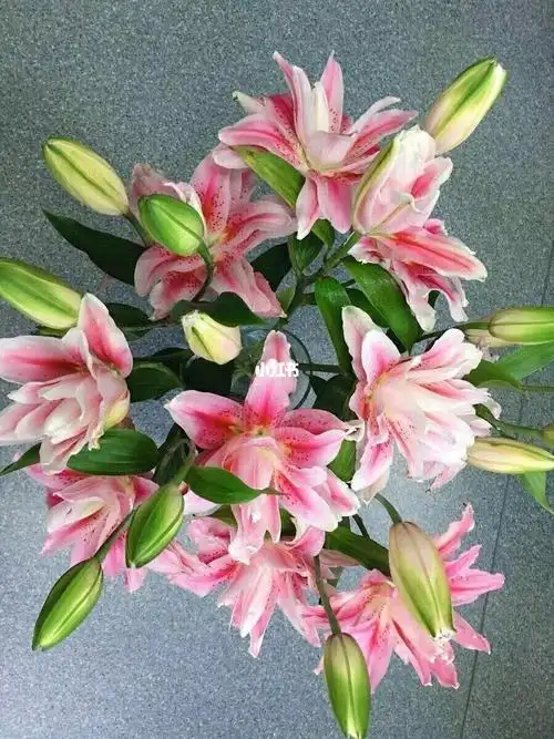 重瓣百合多头太平盛世_百合_百合花_百合花_家居家装_家居装饰