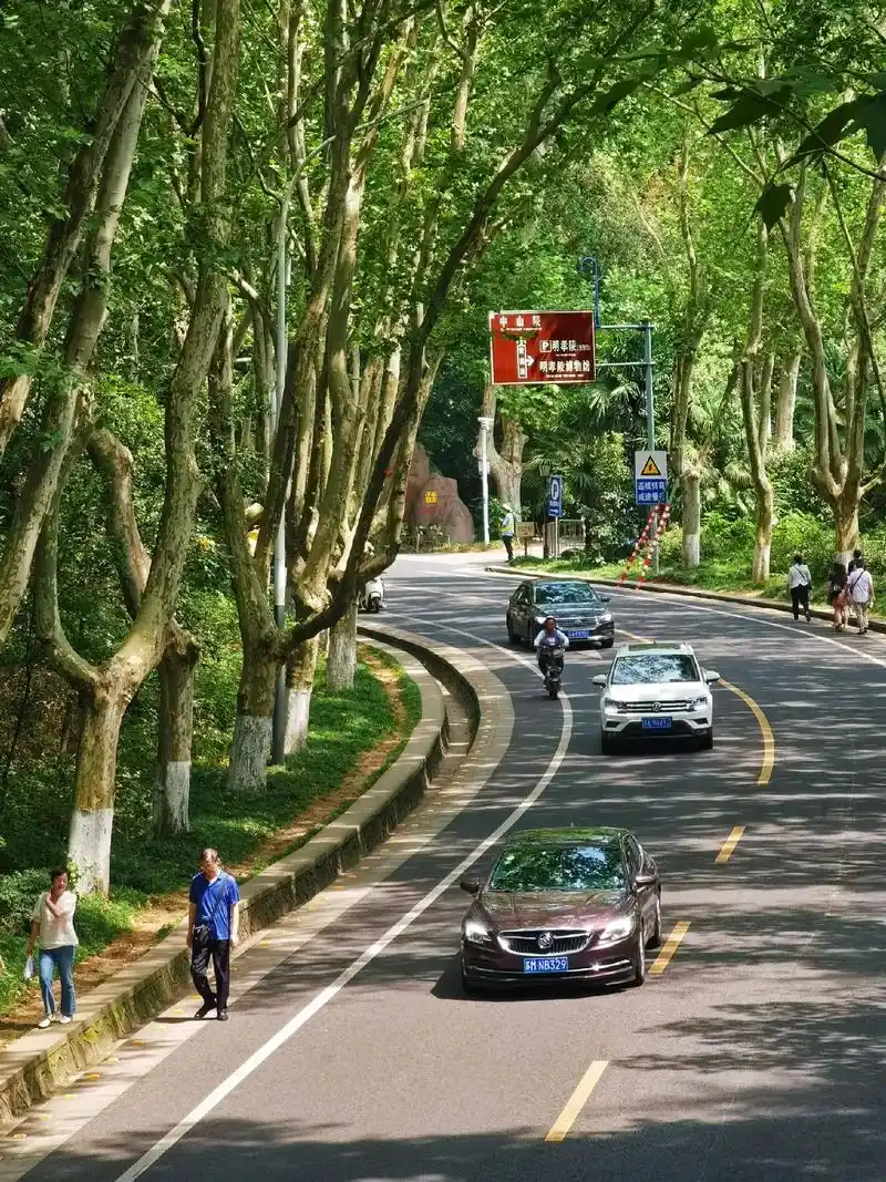 "美玲小姐喜欢法国梧桐,我就把梧桐种满整个南京"#南京 #梧 - 抖音