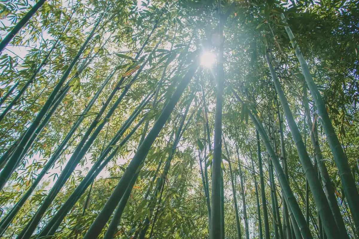 十面埋伏里的竹林你会不会拍出大片