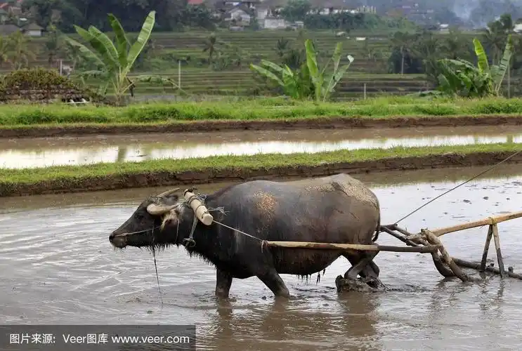 非洲水牛,印度尼西亚,田地,巴厘岛,水牛