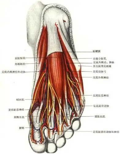 图14-83    足底 六,下肢皮神经分布区及其节段性分布(图4-35,4-36)