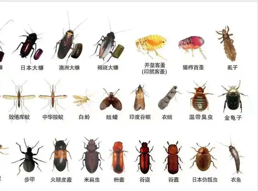 普及一下各类虫害,对图入座#厦门消杀公司 #厦门上门除蟑螂  - 抖音