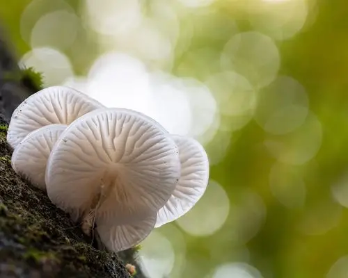 白蘑菇微距摄影 壁纸