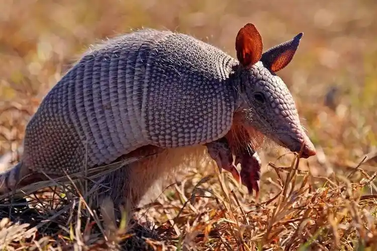 犰狳是穿山甲失散多年的兄弟并不