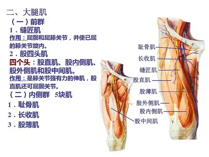 局部解剖学下肢ppt课件