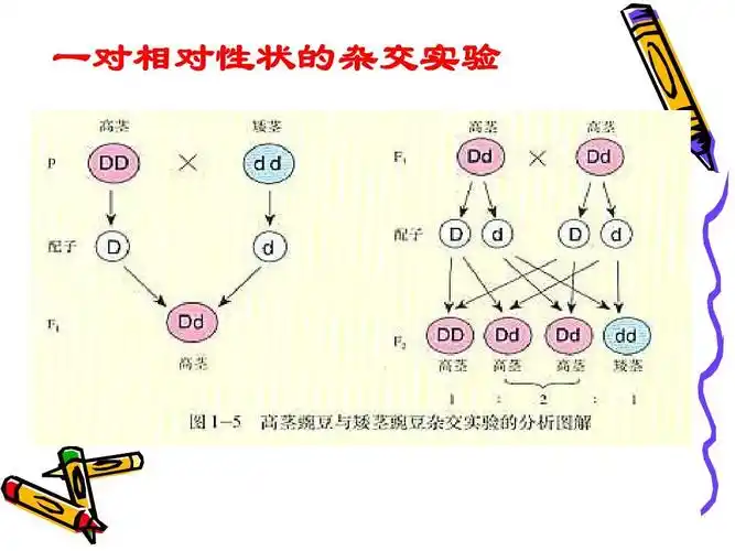 一对相对性状的杂交实验