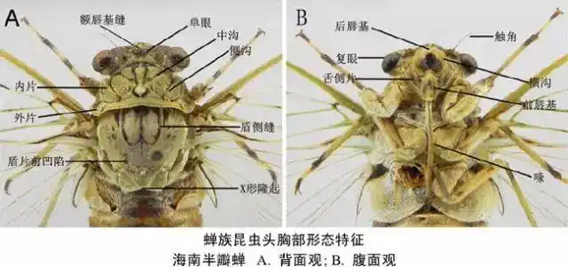 啪啪啪一次4小时:知了的身体真叫棒