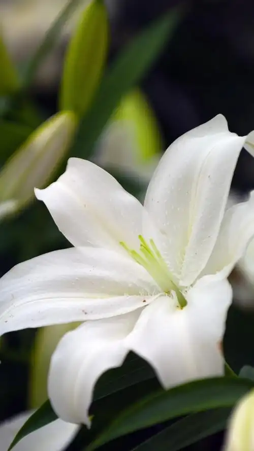 云裳仙子白百合,植物-手机壁纸