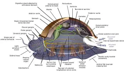 章鱼有9个大脑能编辑基因,智商高到无法理解,为何没发展出文明