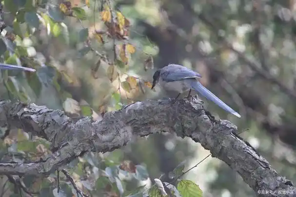 灰喜鹊幼崽应该如何喂养?