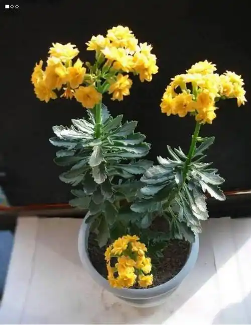 长寿花有毒吗为什么说长寿花致癌