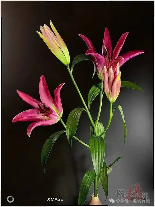 【图集】可爱的一枝百合花(低调)_祝福_诱惑_背景