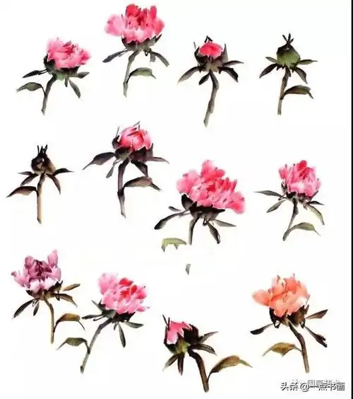 彩墨写意牡丹初学技法讲解_画法