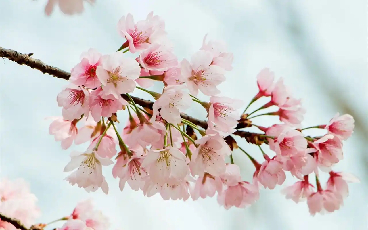 唯美粉嫩的樱花图片桌面壁纸下载高清大图预览1280x800_风景壁纸下载