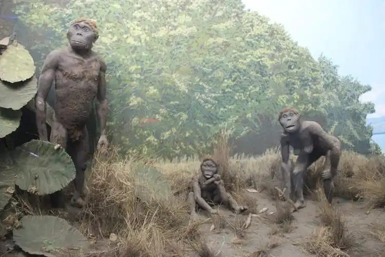 人类进化中的原始人