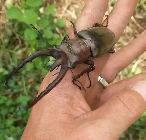 罗平一村民树林中发现大甲虫体长约8cm头上长犄角你见过没