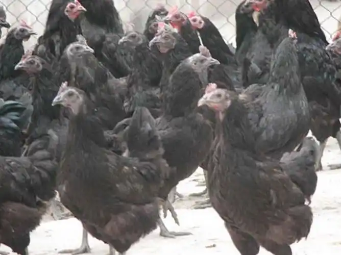 有白毛乌骨,黑毛乌骨,斑毛乌骨,骨肉全乌,肉白骨乌之分.