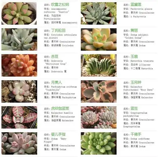多肉植物图片与分类,名称