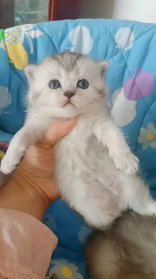 银渐层宝宝1300一只个人家繁育的先定先挑保健康