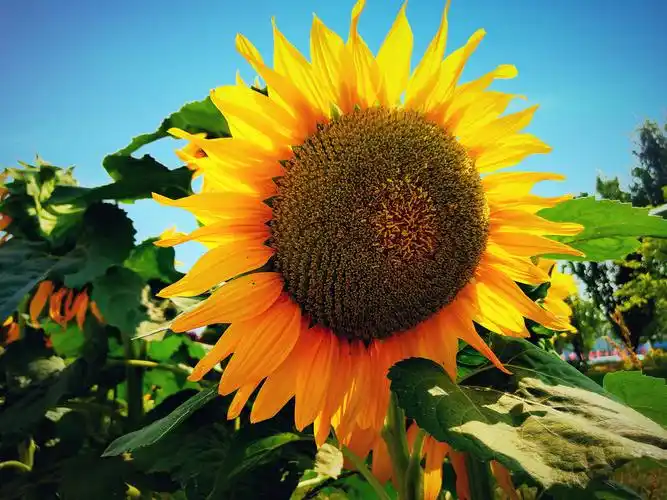 矮向日葵.小米note2拍摄,后期加滤镜.