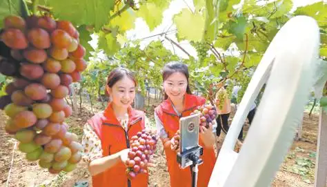 志愿者网络直播助农增收