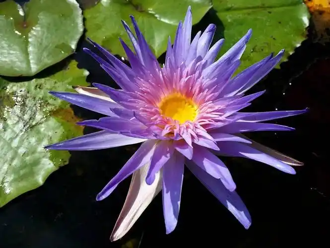 盘点世界最美睡莲