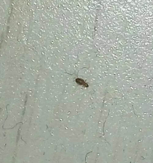 房间晚上关灯手机屏幕有小虫子,尘虱简单去除方法