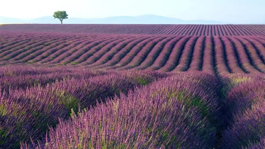 薰衣草花海风景图片桌面壁纸
