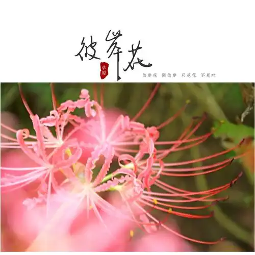 彼岸花开,花开彼岸 - 美篇