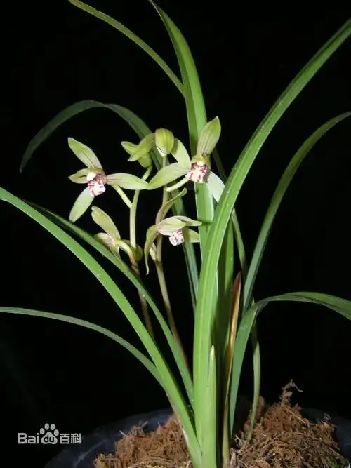 请问这株兰花是啥品种