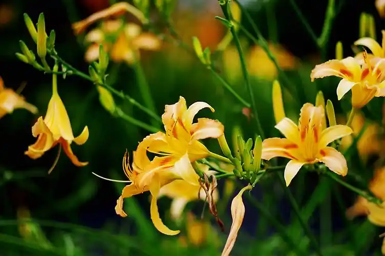 萱草花语:遗忘的爱,萱草又名忘忧草,代表"忘却一切不愉快的事