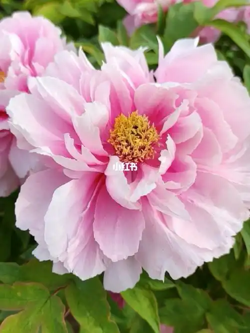 牡丹品种之如花似玉