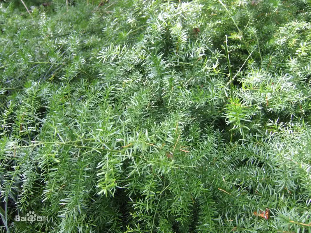 天门冬的生长习性和繁殖方法