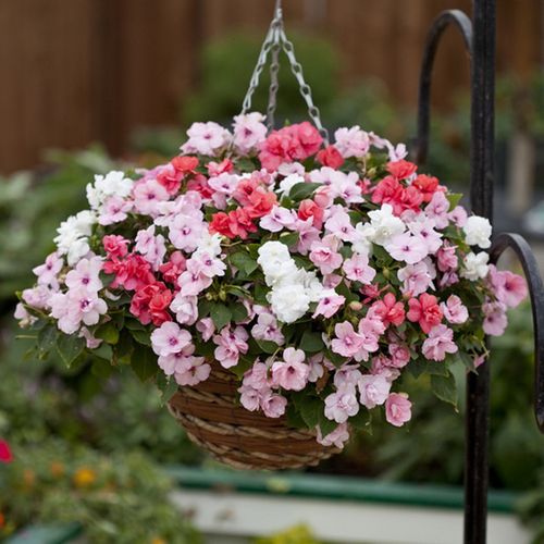 英国floranova进口垂吊重瓣非洲凤仙花种子花籽 雅典娜系列 耐热