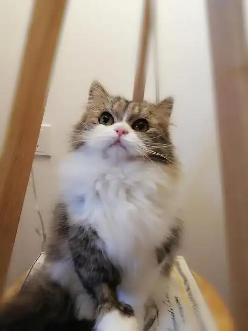 南京正三花米努特脸高地妹妹小偿找新家