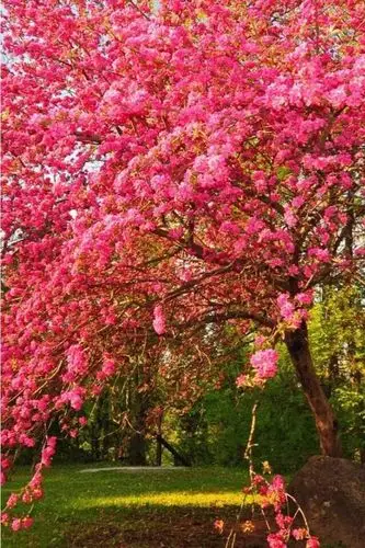 最美人间四月天百花盛开季节(人间仙境)