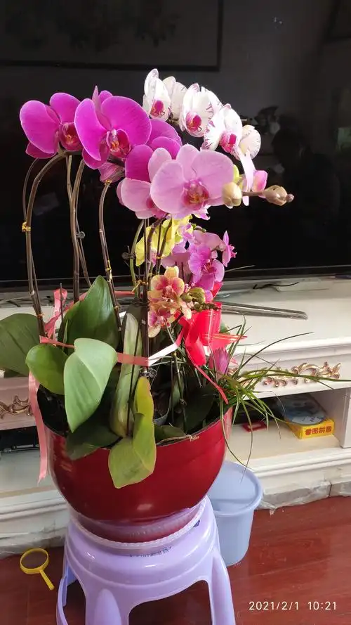 一盆七彩蝴蝶兰